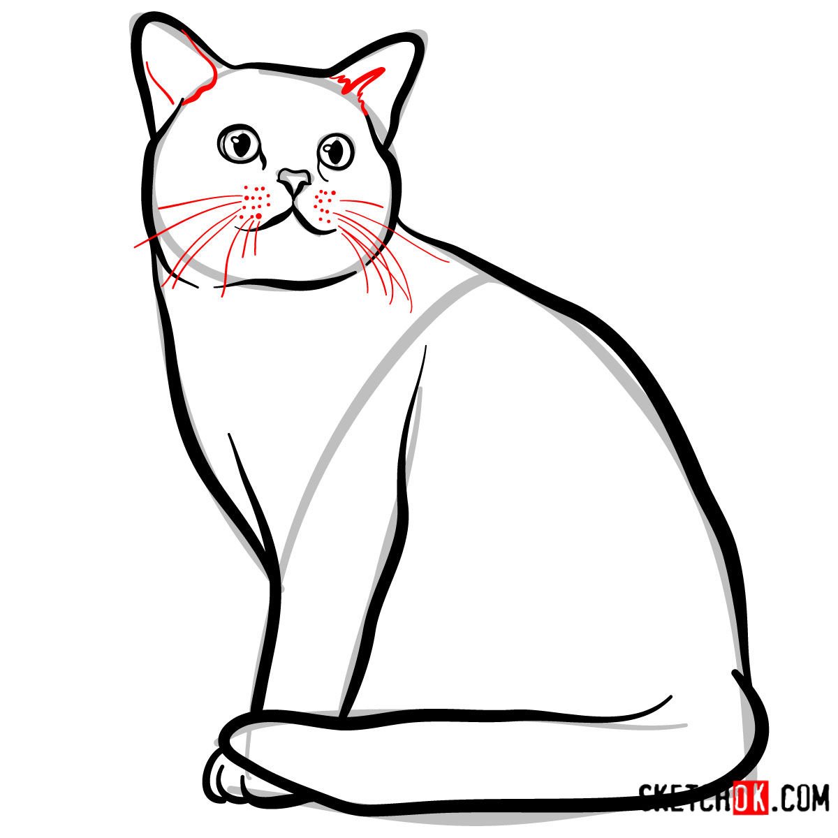 How to draw the American Shorthair cat - step 07