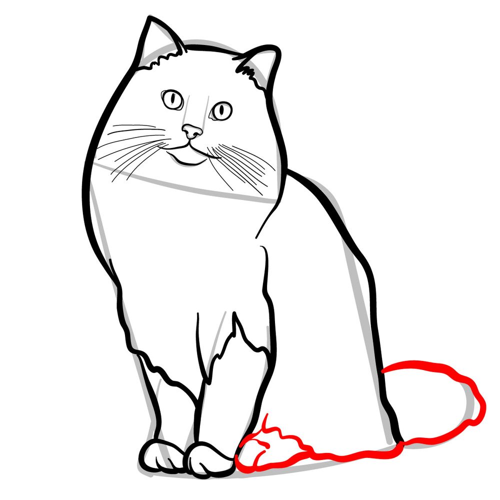 How to draw the Ragdoll cat - step 08
