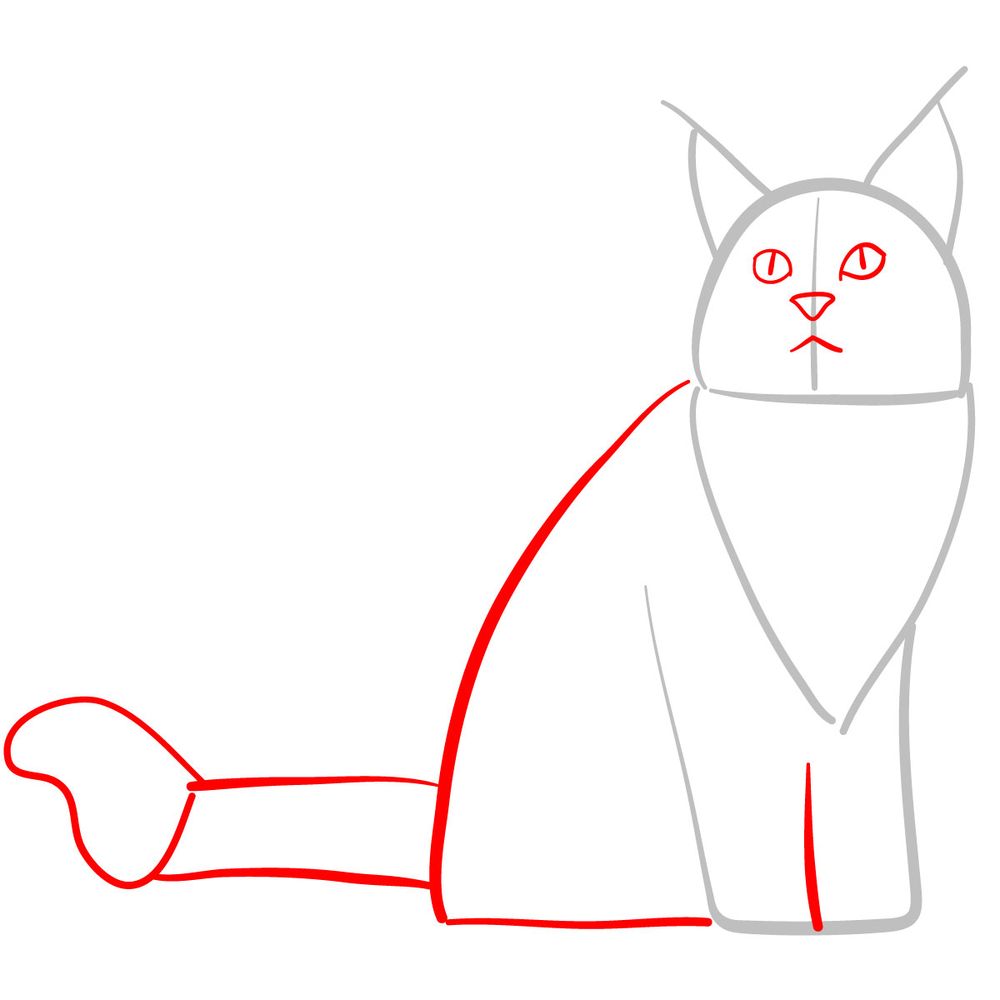 How to draw the Maine Coon cat - step 02