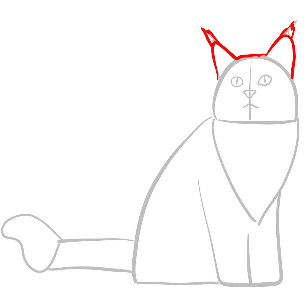 How to draw the Maine Coon cat - step 03