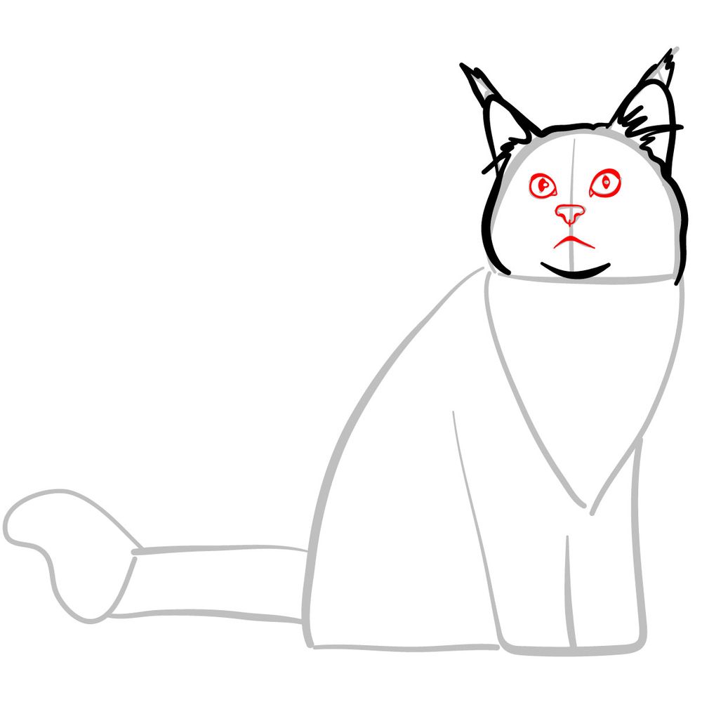 How To Draw Maine Coon Cat  Step By Step  YouTube