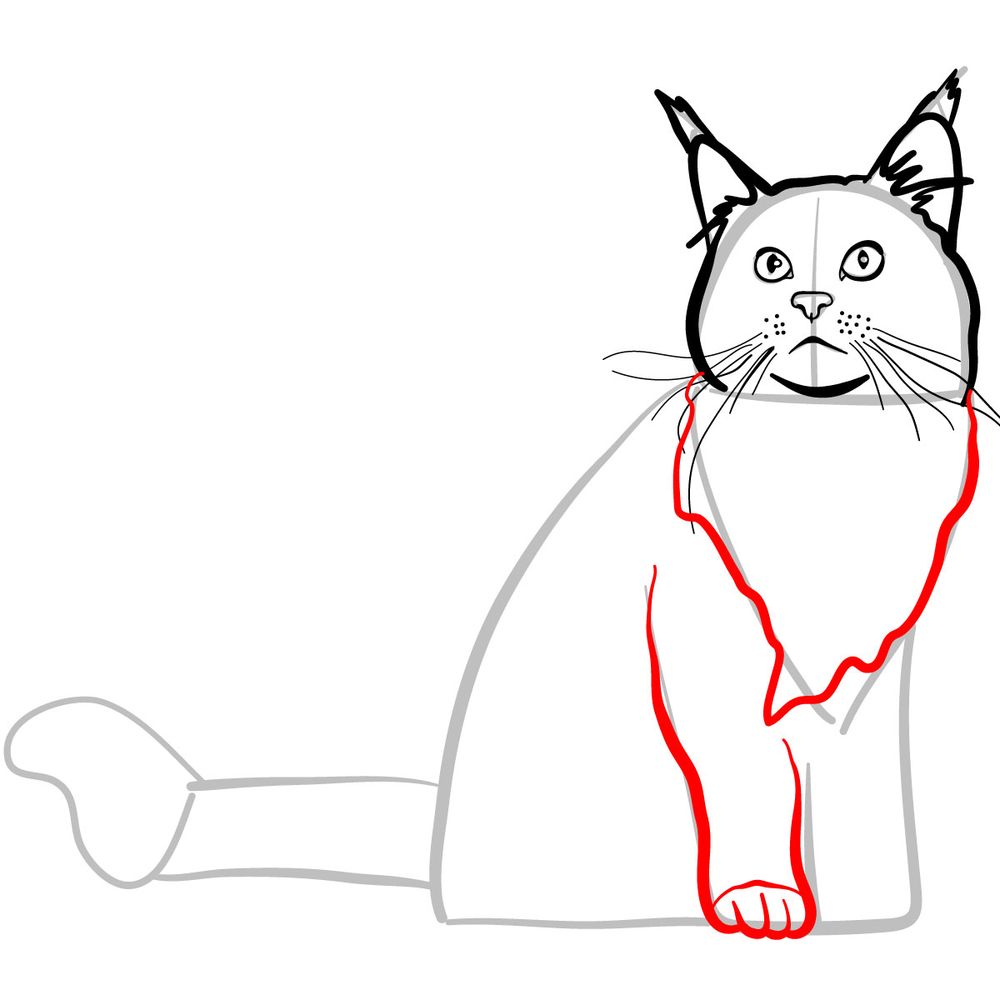 How to draw the Maine Coon cat - step 07