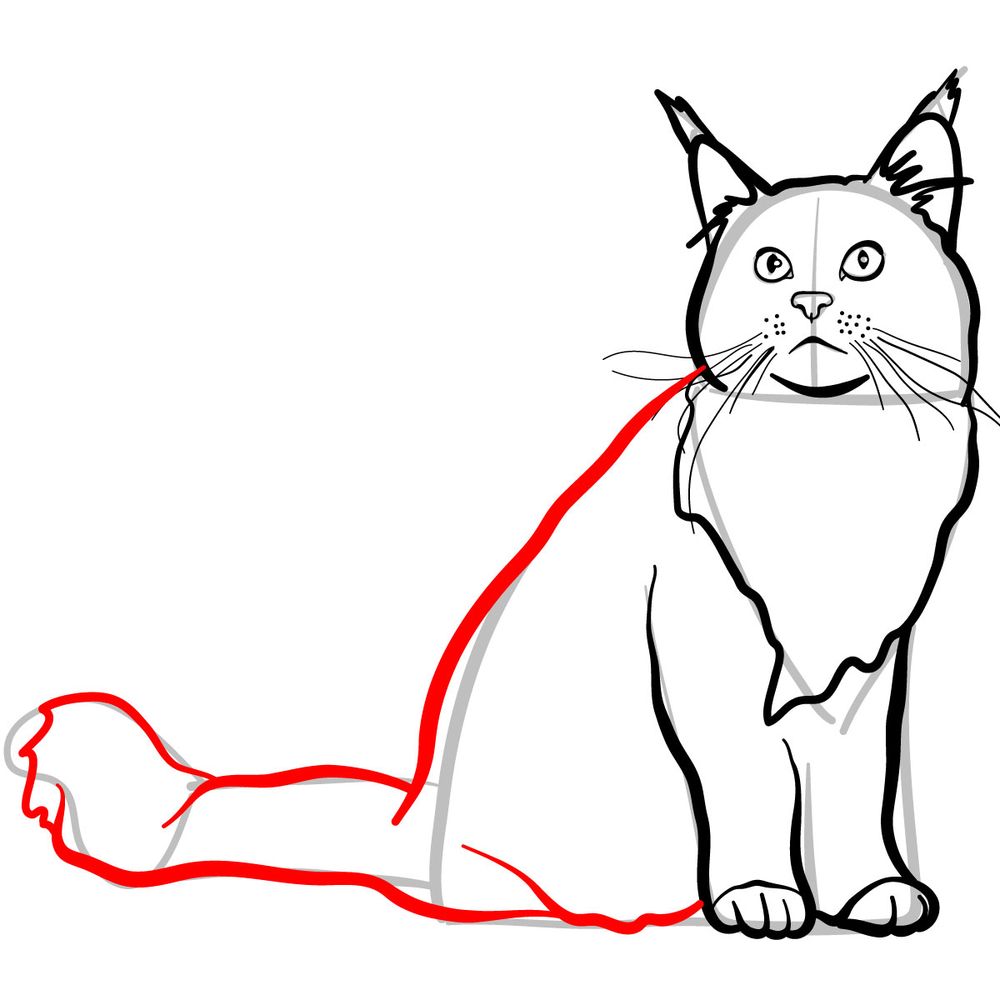 How to draw the Maine Coon cat - step 09