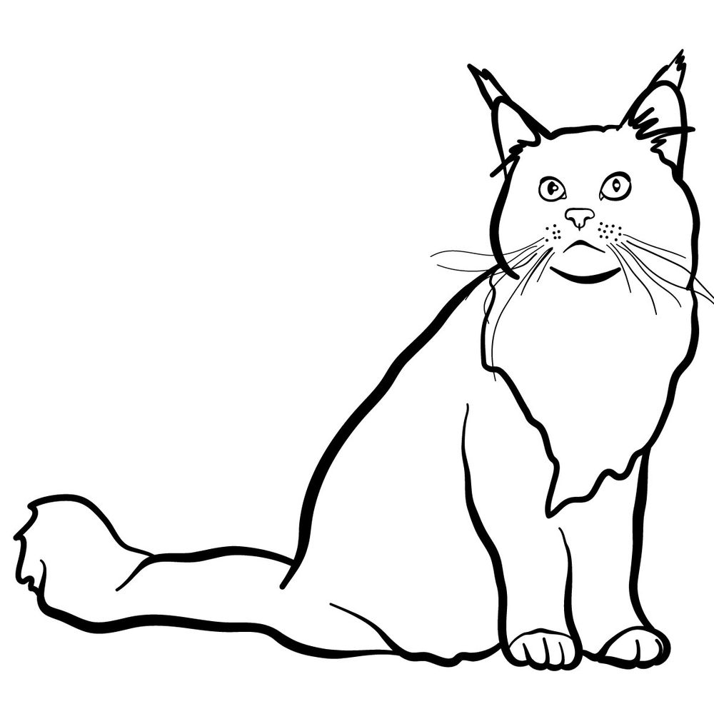 How to draw the Maine Coon cat - step 10