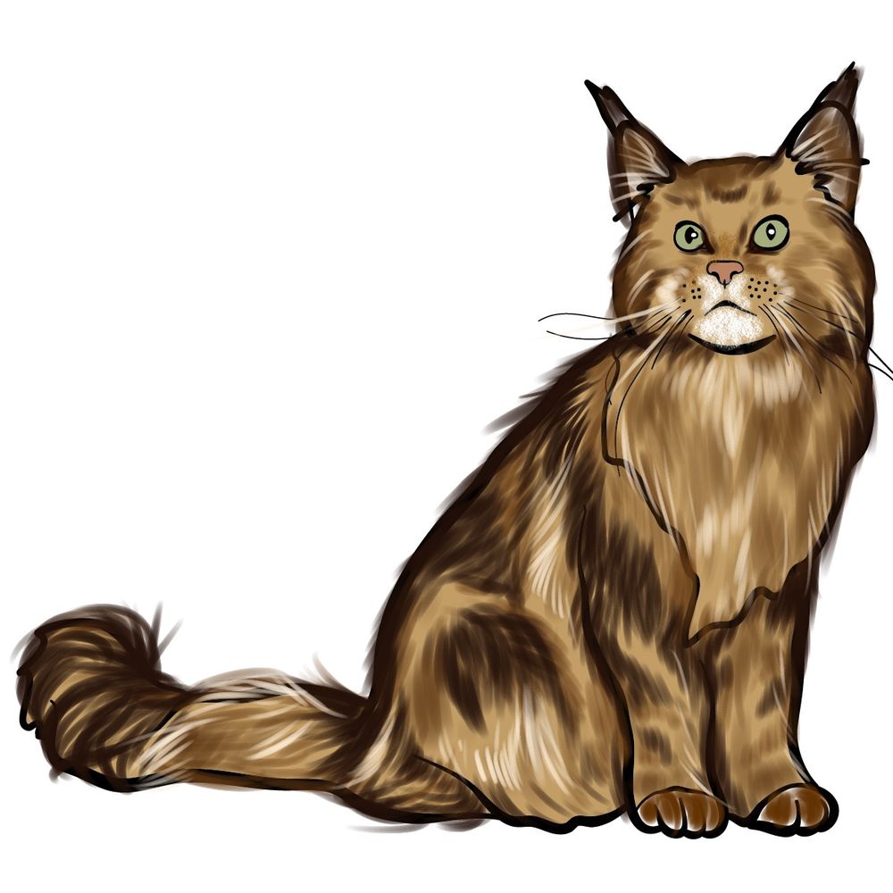 How to draw the Maine Coon cat