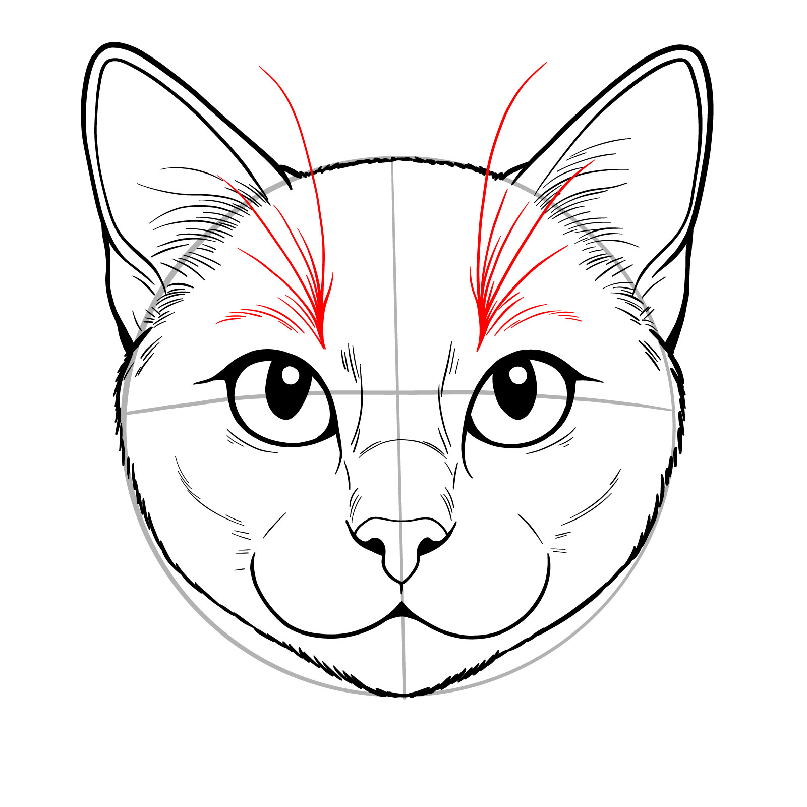 Sketch of a cat's face with the addition of whiskers and fur above the eyes - step 09