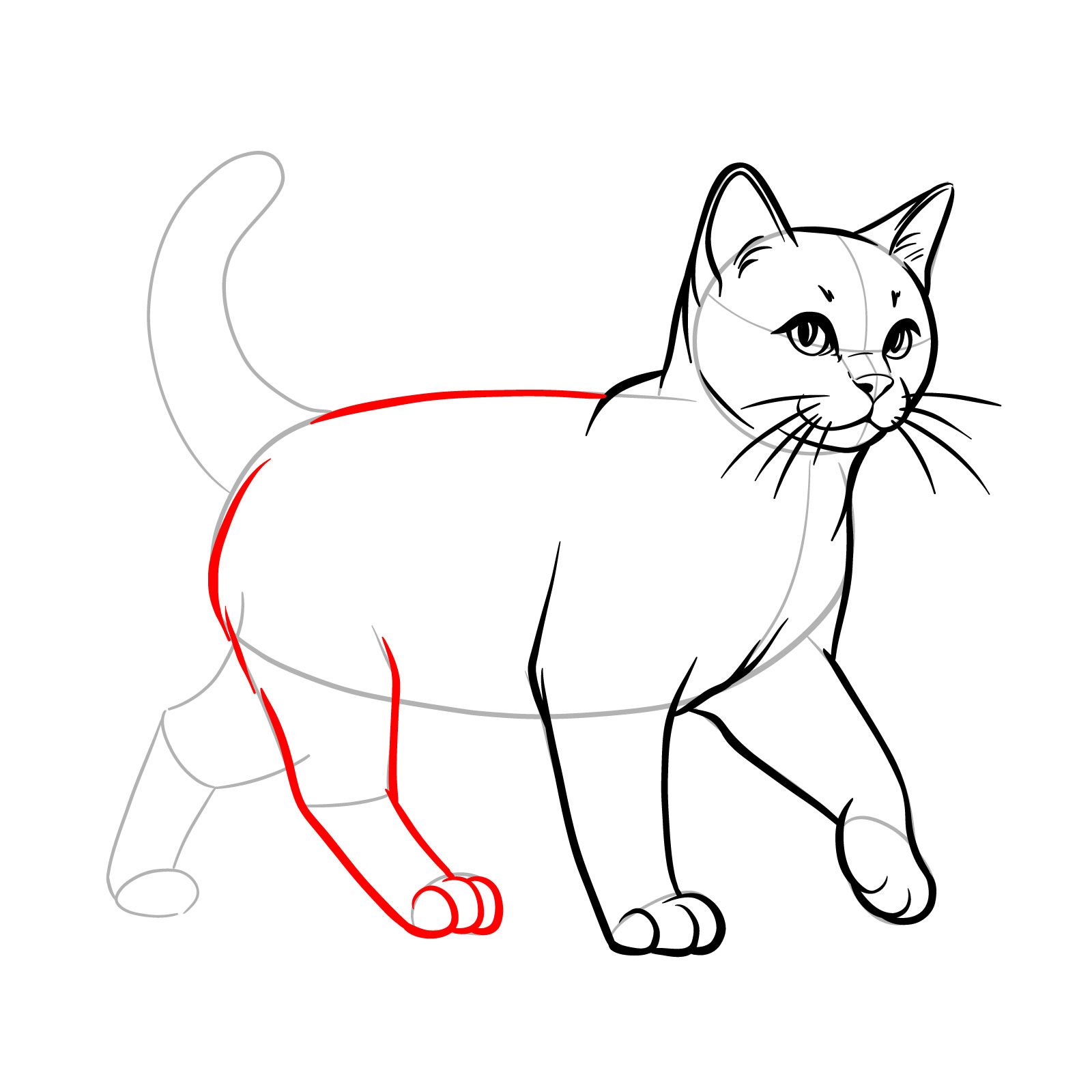 Drawing the cat's back and the rear leg to show the walking movement - step 11