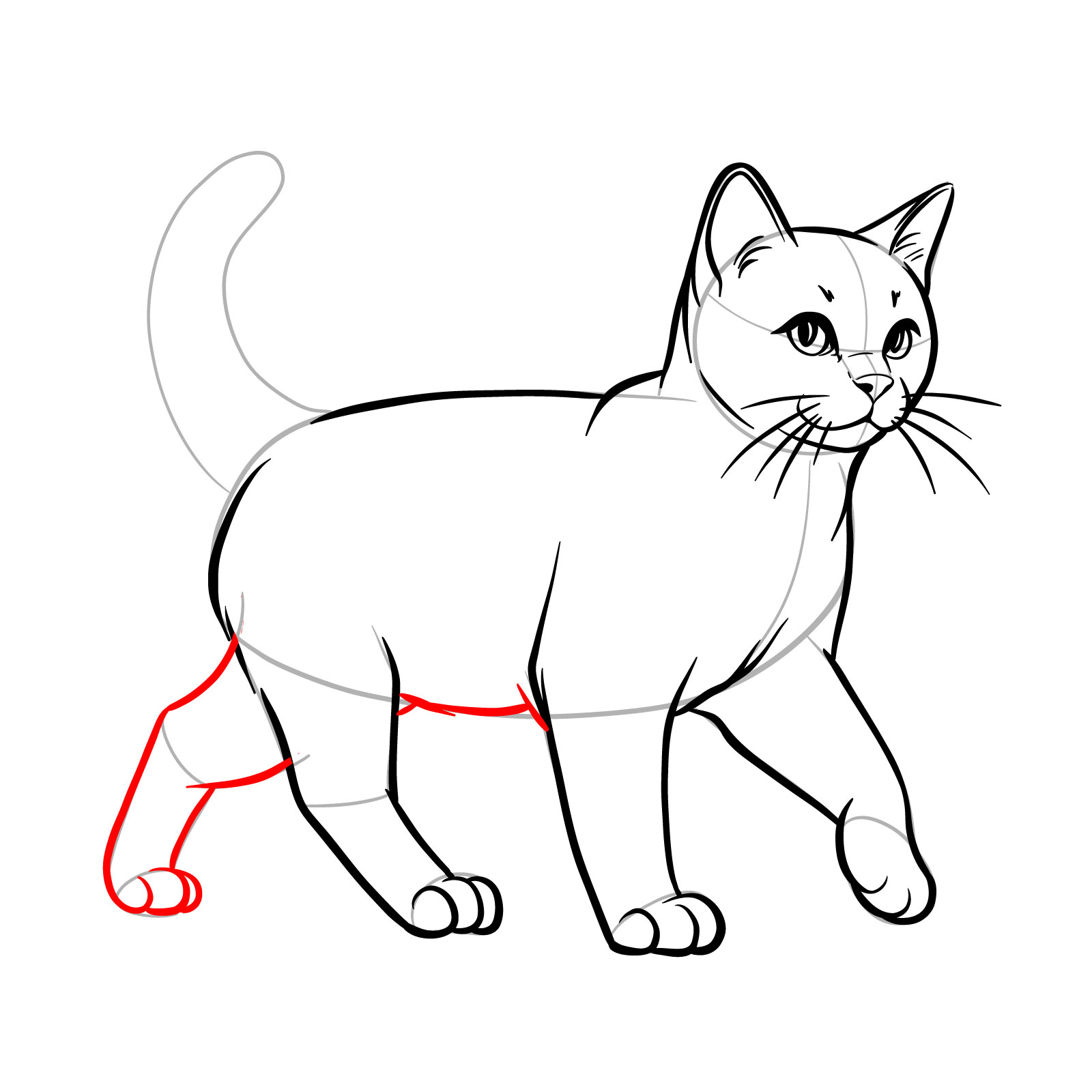 Illustrating the second back leg and the lower body of a walking cat - step 12