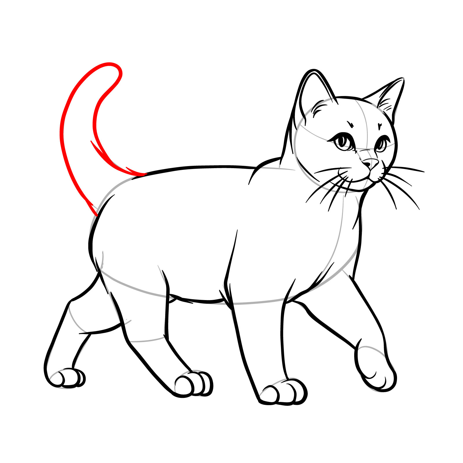 Drawing the fluid shape of the tail in a walking cat sketch - step 13