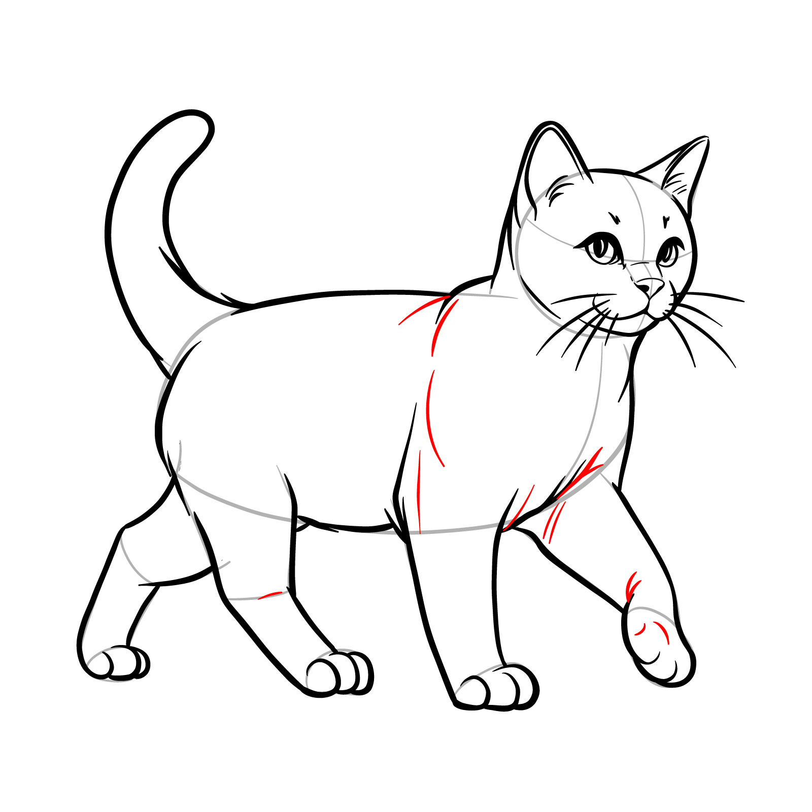Adding subtle folds and texture to the cat's front body for a walking illustration - step 14