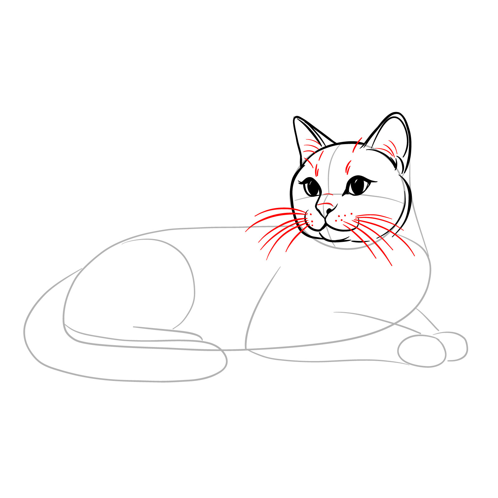 Sketch showing the addition of whiskers and fur texture to the head of a cat in a lying side view pose - step 09