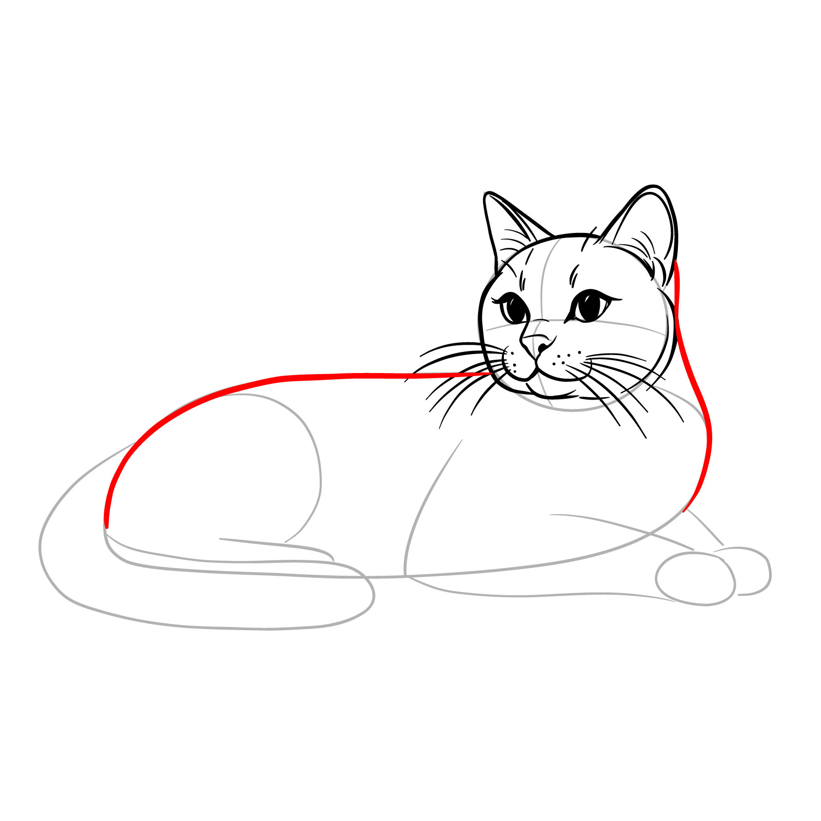 Illustration highlighting the refined outline of a cat's back and neck in a lying side view pose - step 10