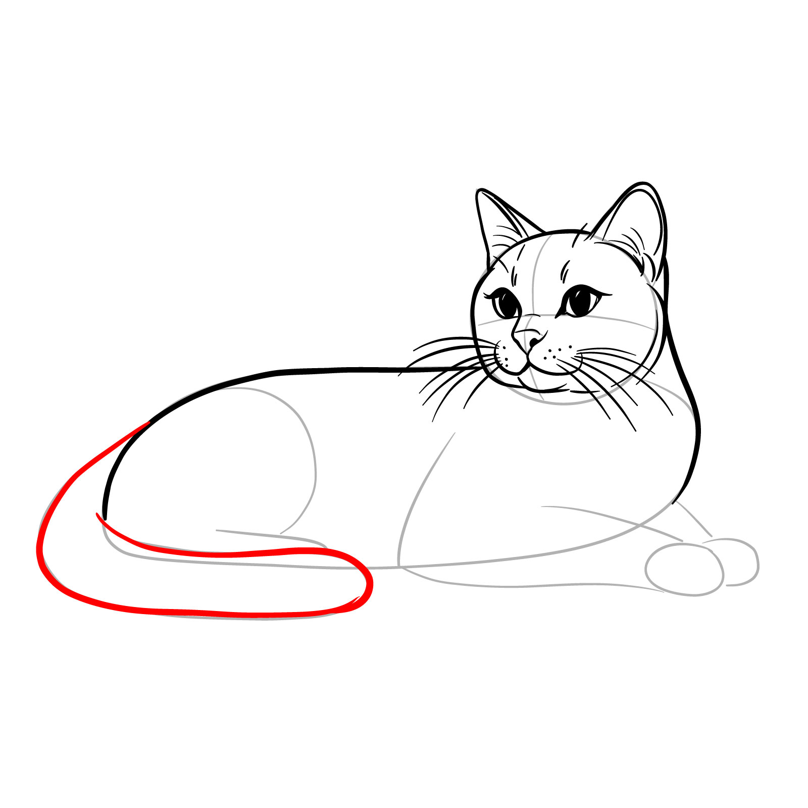 Drawing detailing the tail's addition to a cat's side view pose - step 11