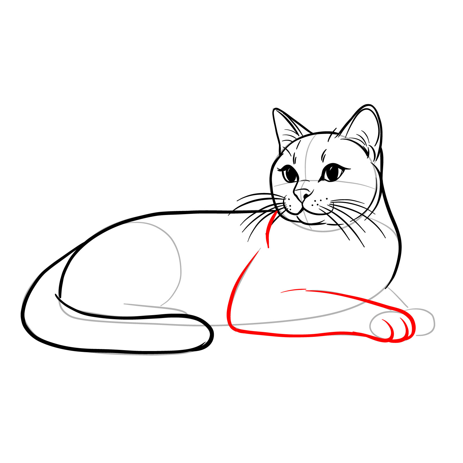 Drawing of a cat's front leg and paw, adding detail to a lying side view pose - step 12