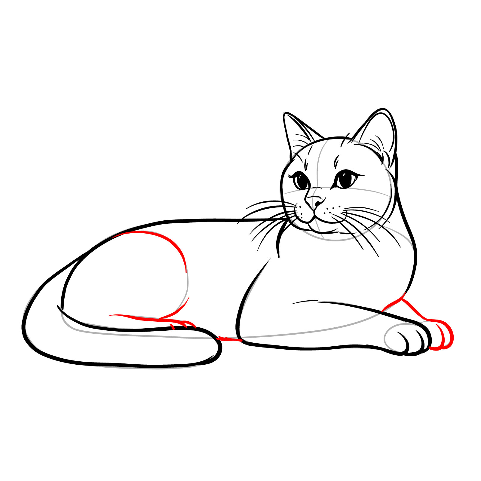 Sketch depicting the addition of the hind legs and the lower body of a cat in a lying side view pose - step 13