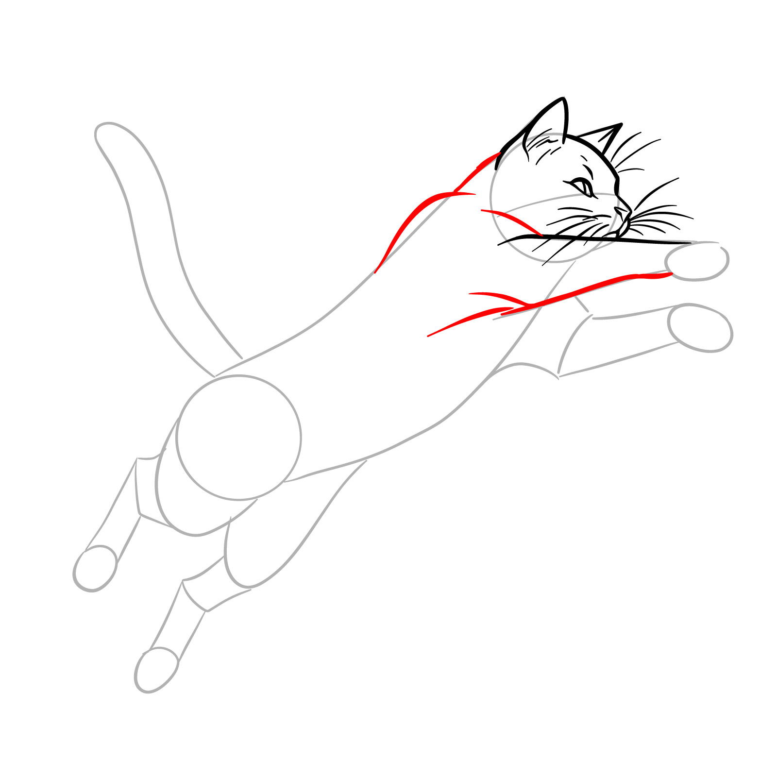Drawing the neck and fleshing out the front leg of a cat in an energetic leap - step 08
