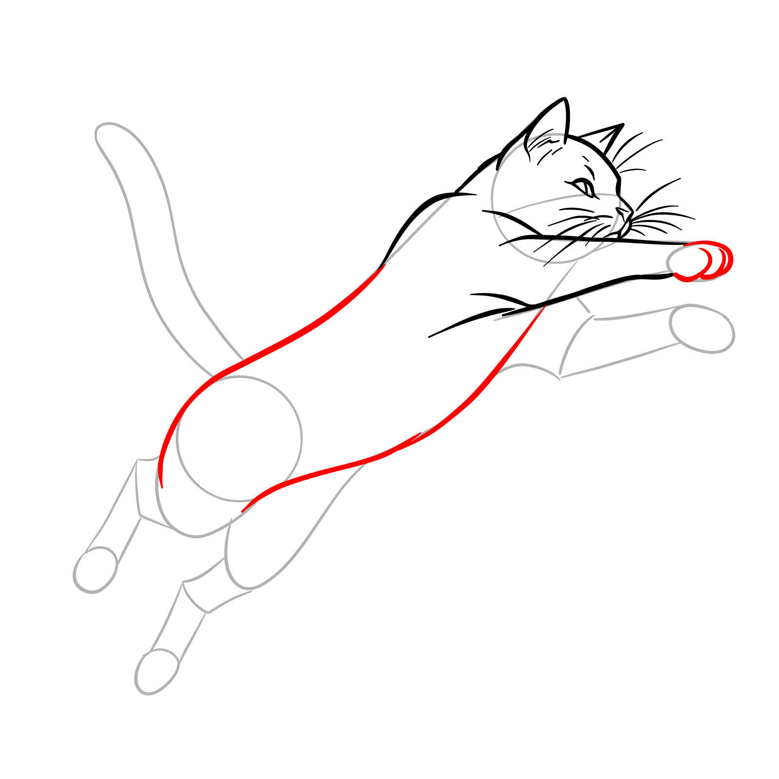 Sketch of a cat in mid-jump, detailing the paw and the fluid line of the body extending to the hind leg - step 09