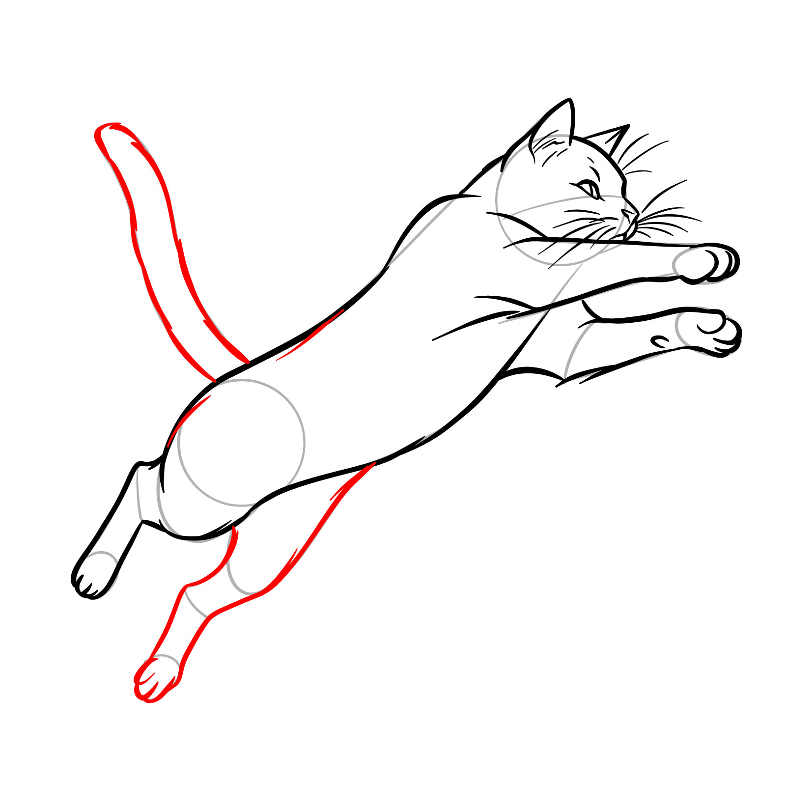 Illustration of a cat in a jump, adding the tail and the second rear leg for dynamic effect - step 12
