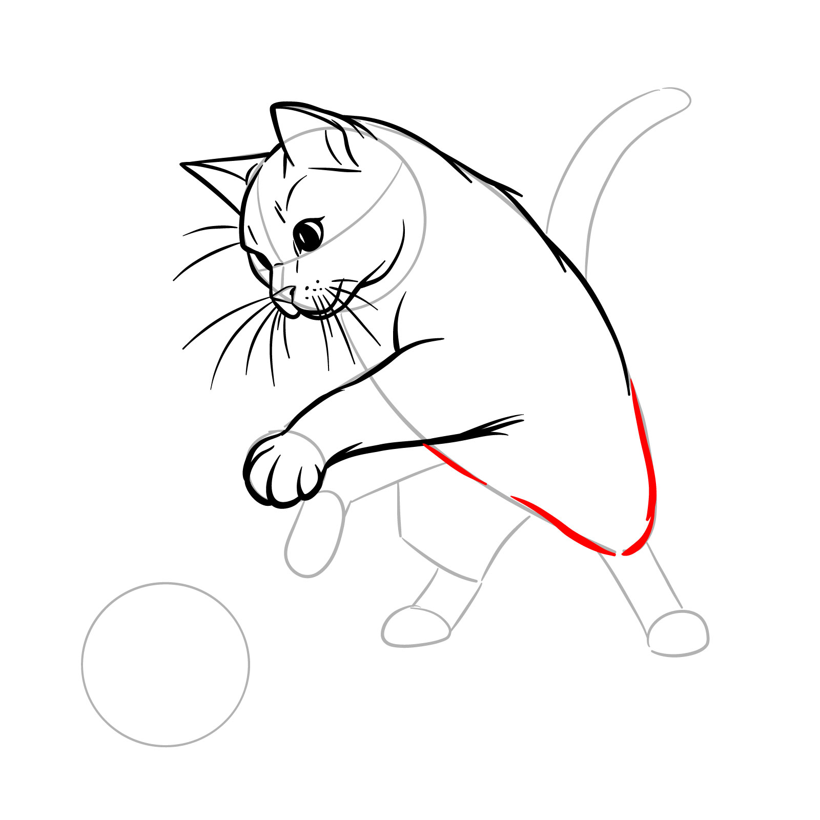 Drawing the underside of a cat's body and the start of the first hind leg - step 09