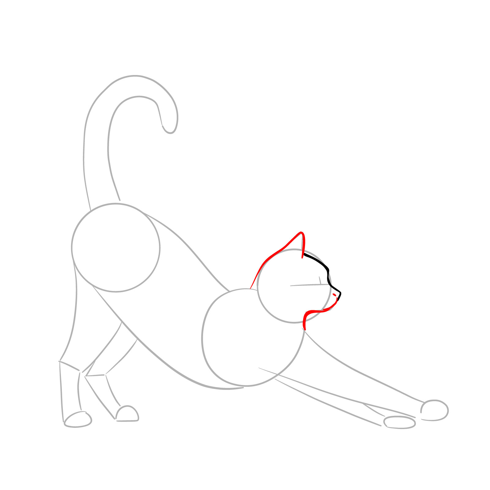 Illustration of a cat in side view showing the refined outlines for the ears and the chin - step 04
