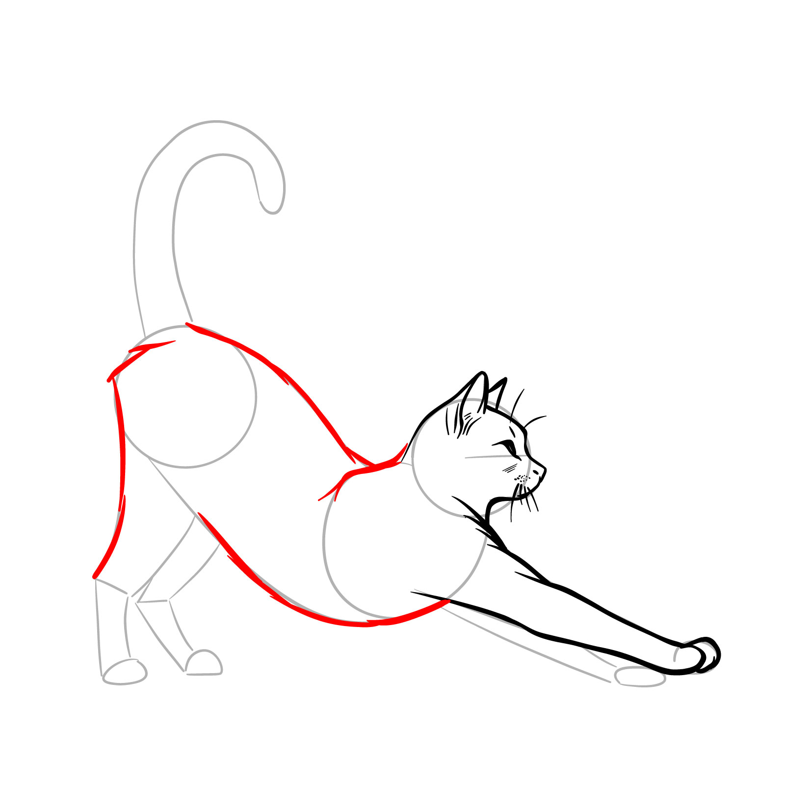 Side view sketch of a stretching cat's torso, back, belly, and the upper part of the rear leg - step 08