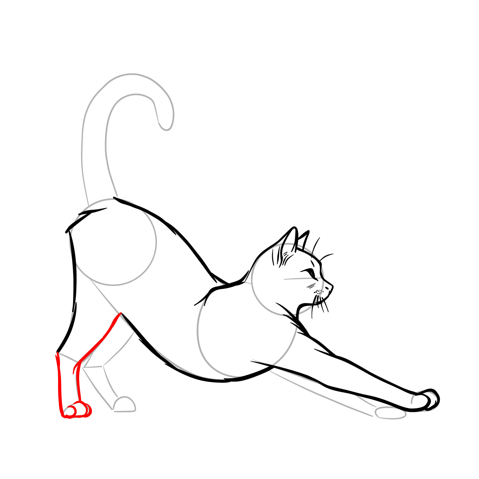 Detailed sketch of the first rear leg of a cat in a stretching pose - step 09
