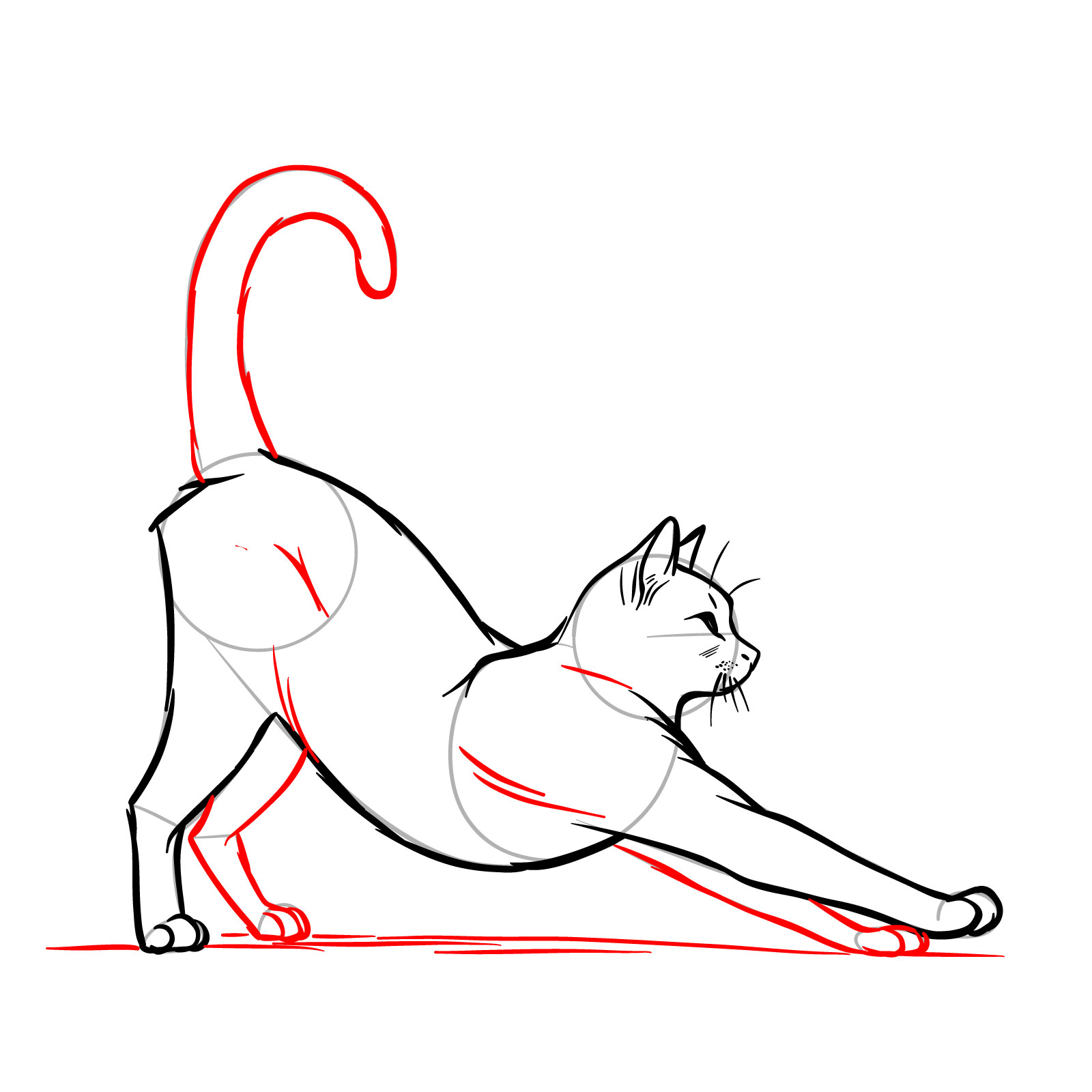 A sketch of a stretching cat showing the second rear leg, tail, and ground lines - step 10