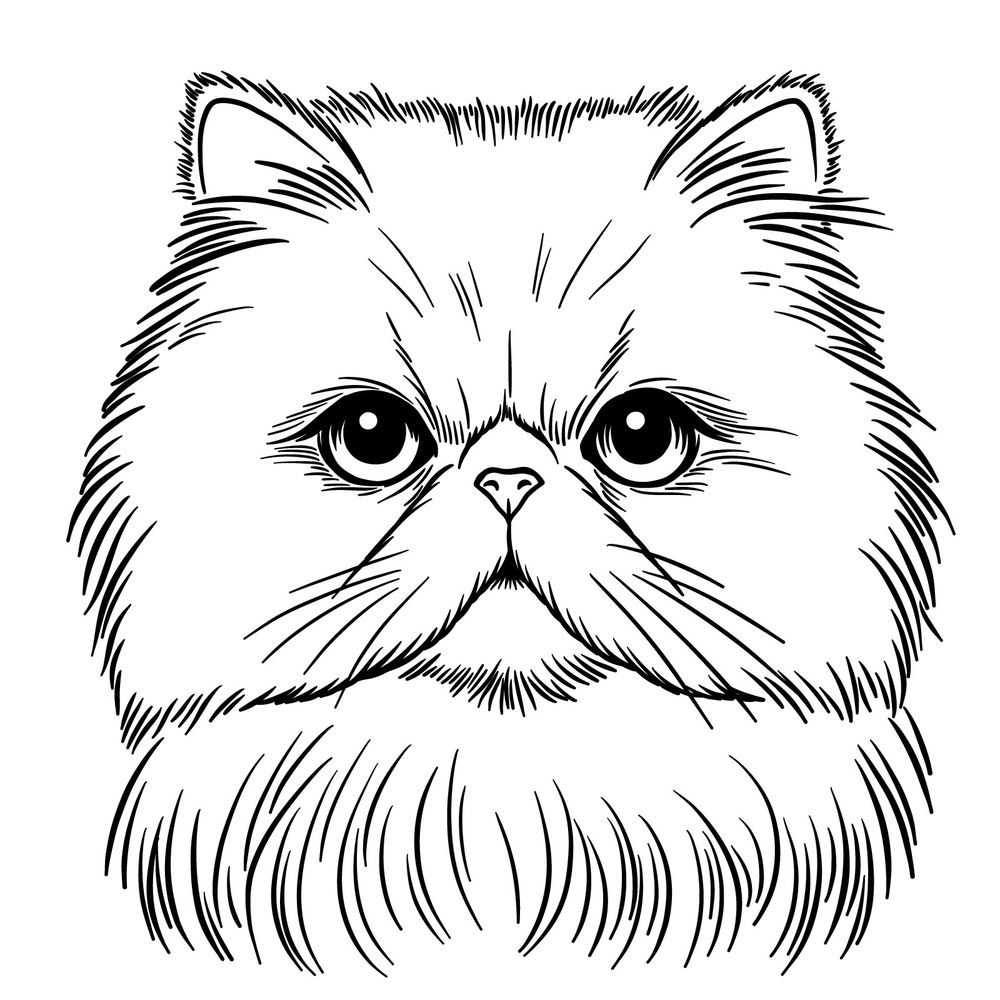 How to Draw a Persian Cat’s Face from the Front: Easy Guide