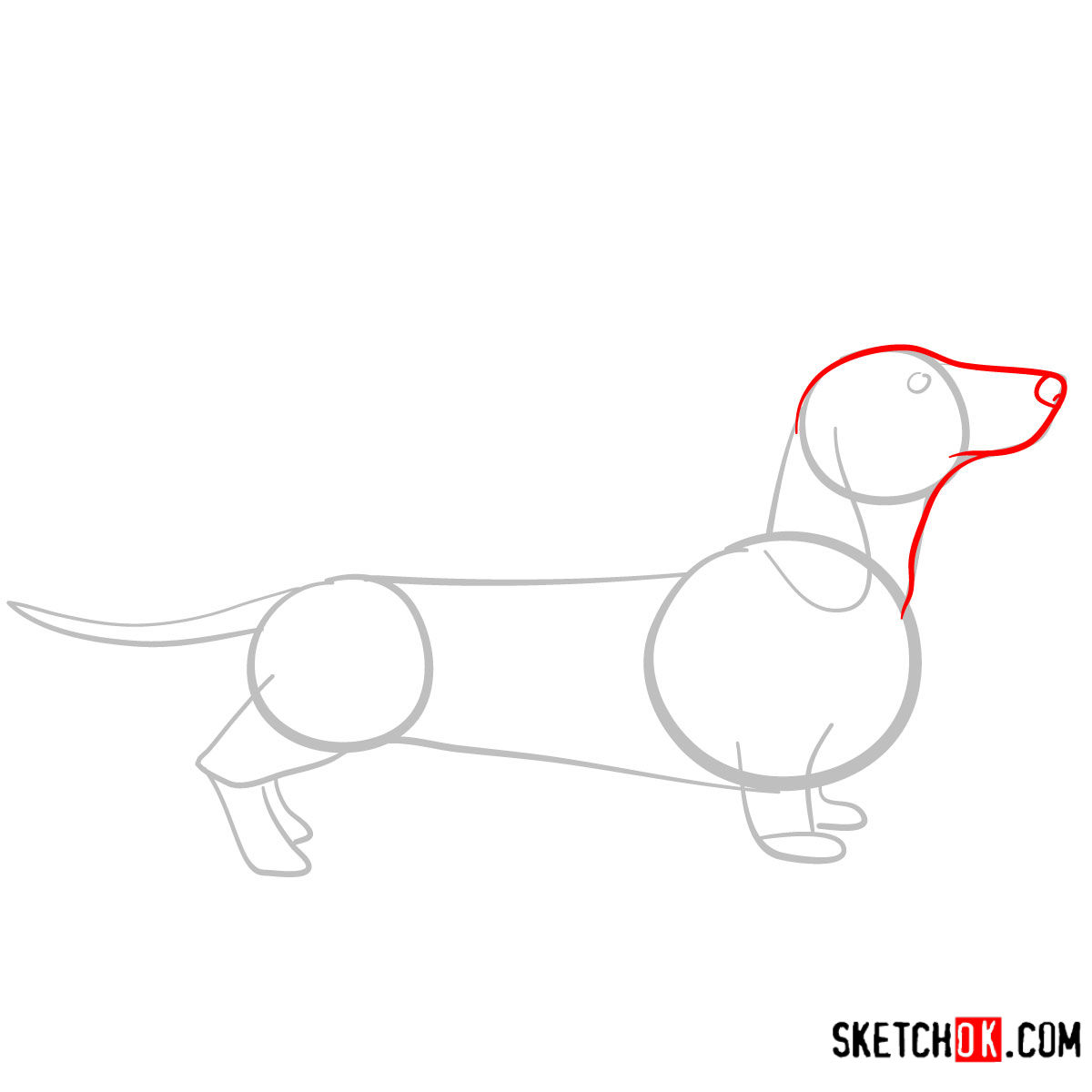 How to draw the Dachshund dog - step 03