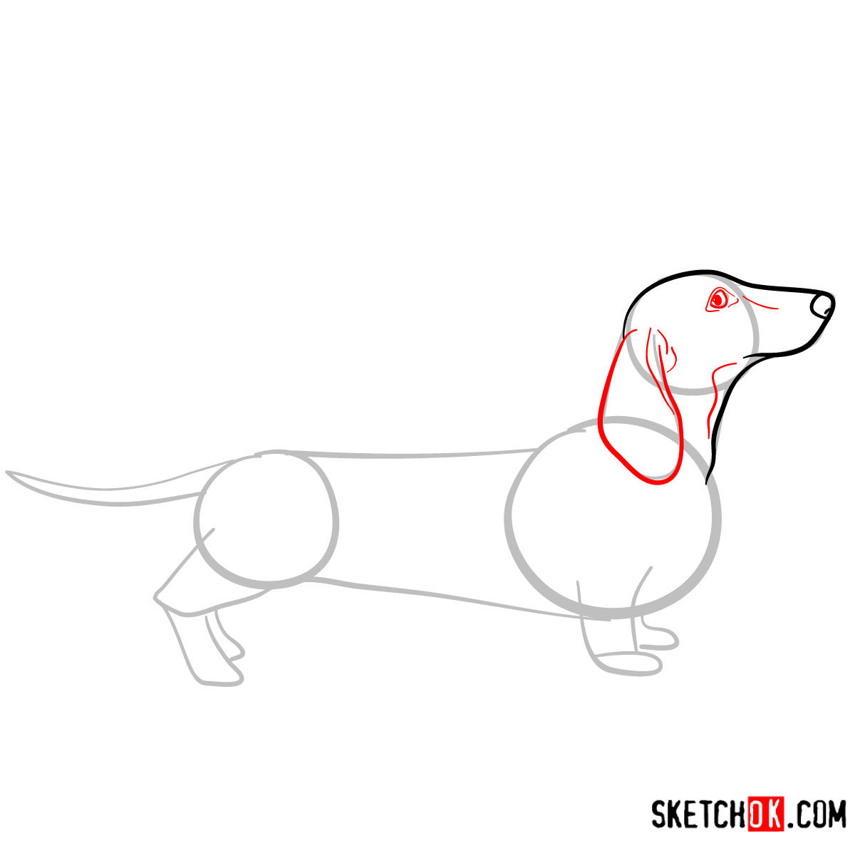 How to draw the Dachshund dog - step 04