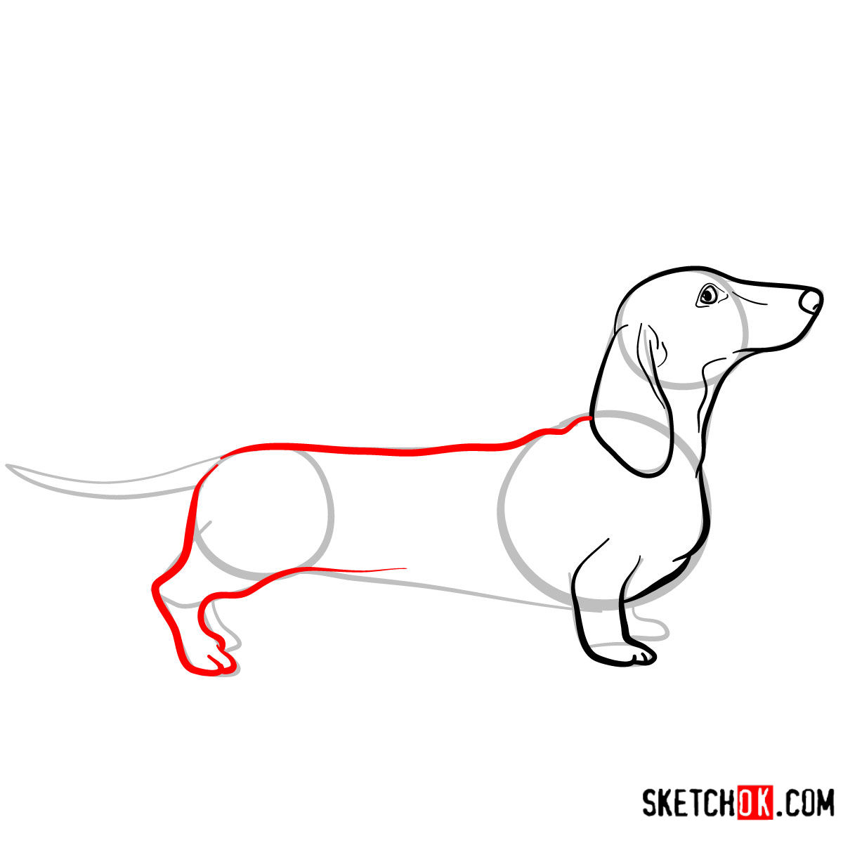 How to draw the Dachshund dog - step 06