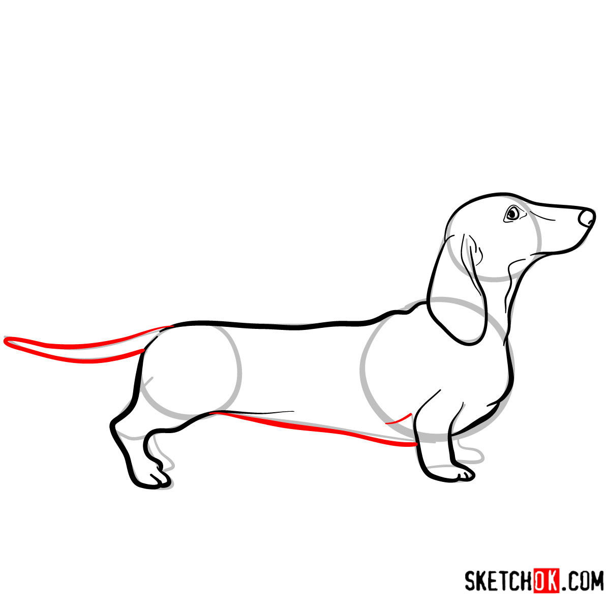 How to draw the Dachshund dog - step 07