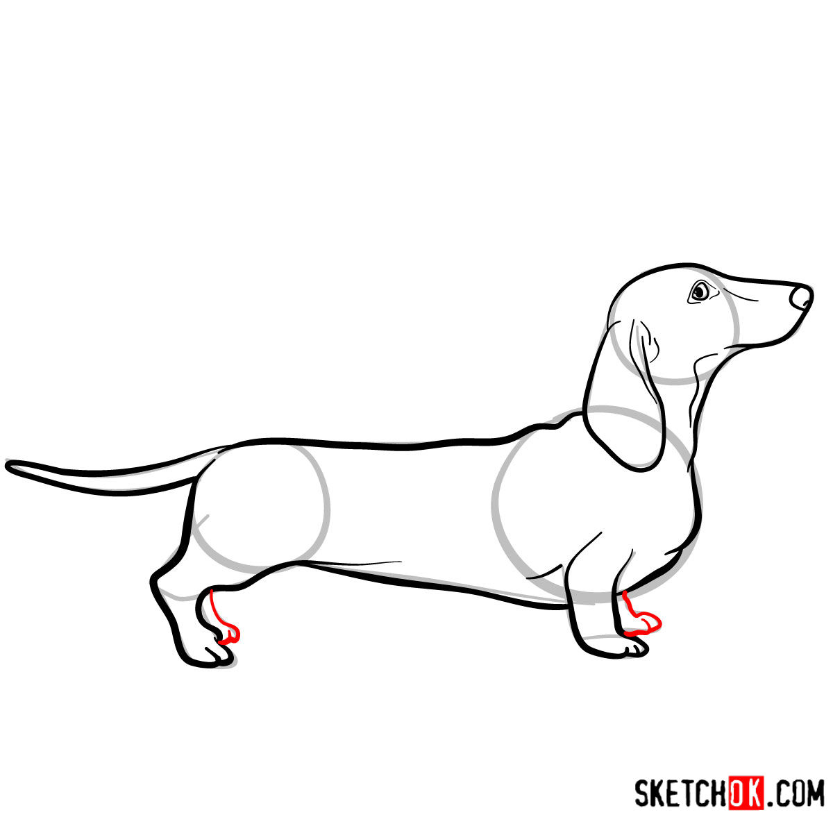 How to draw the Dachshund dog - step 08
