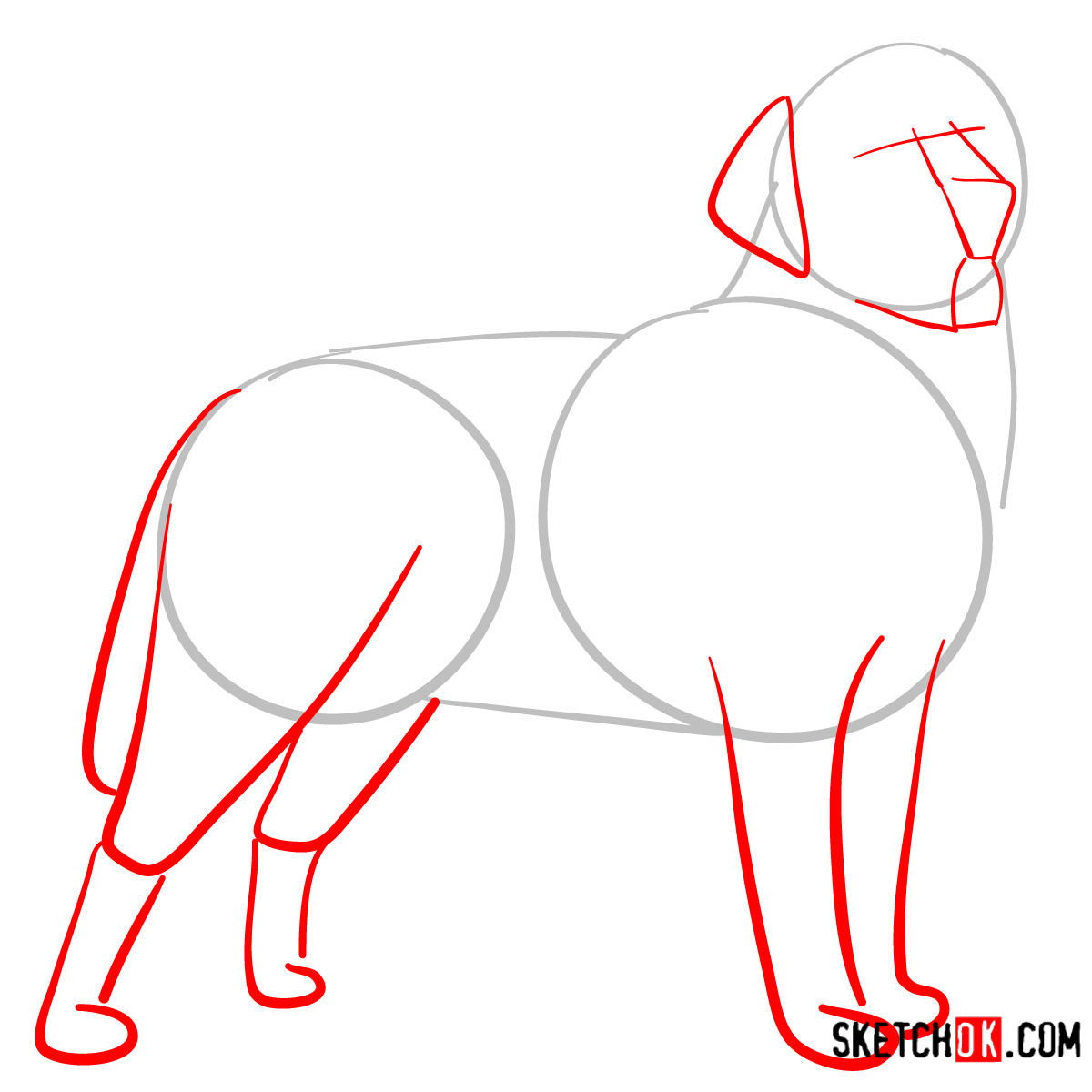 How to draw the Labrador Retriever dog - step 02