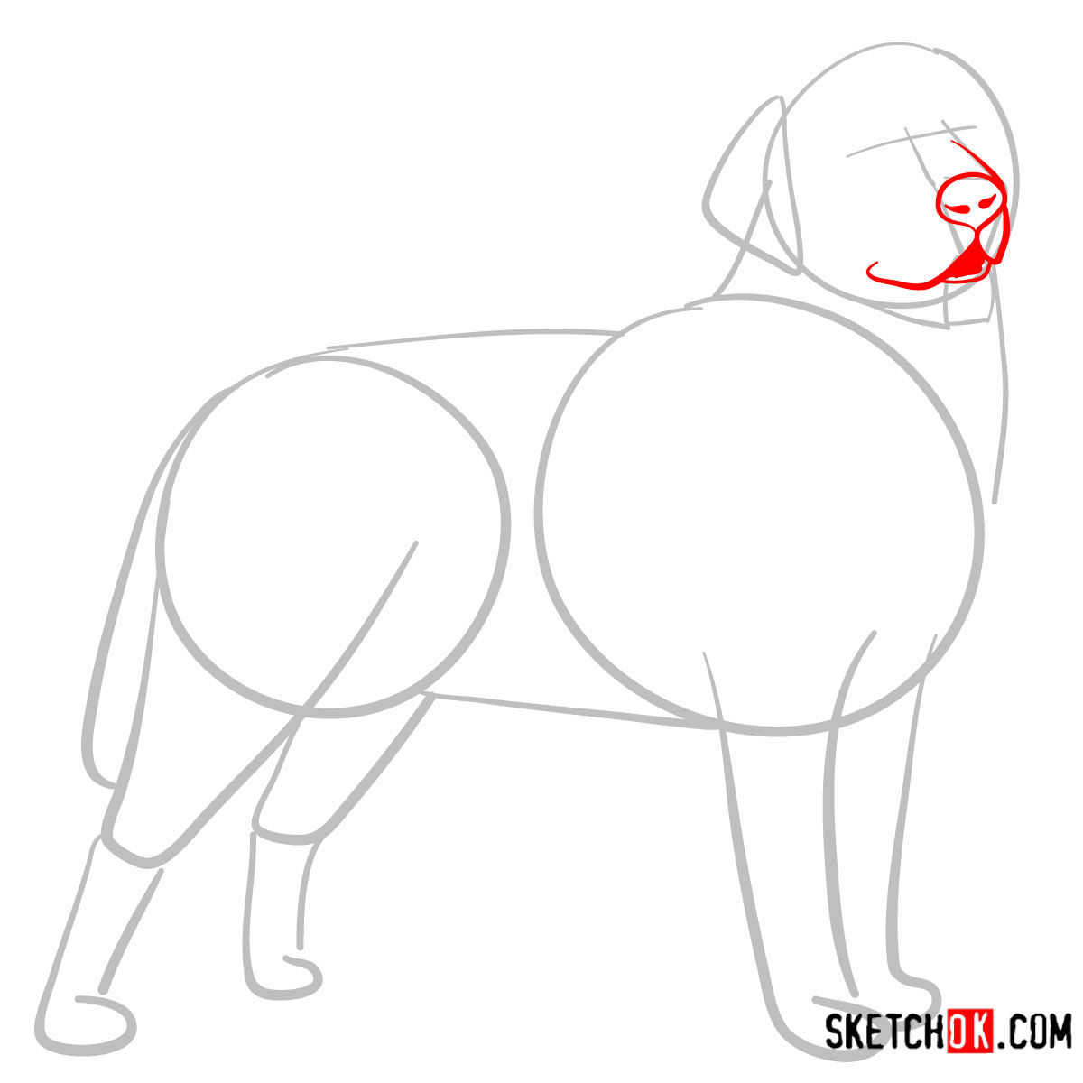 How to draw the Labrador Retriever dog - step 03