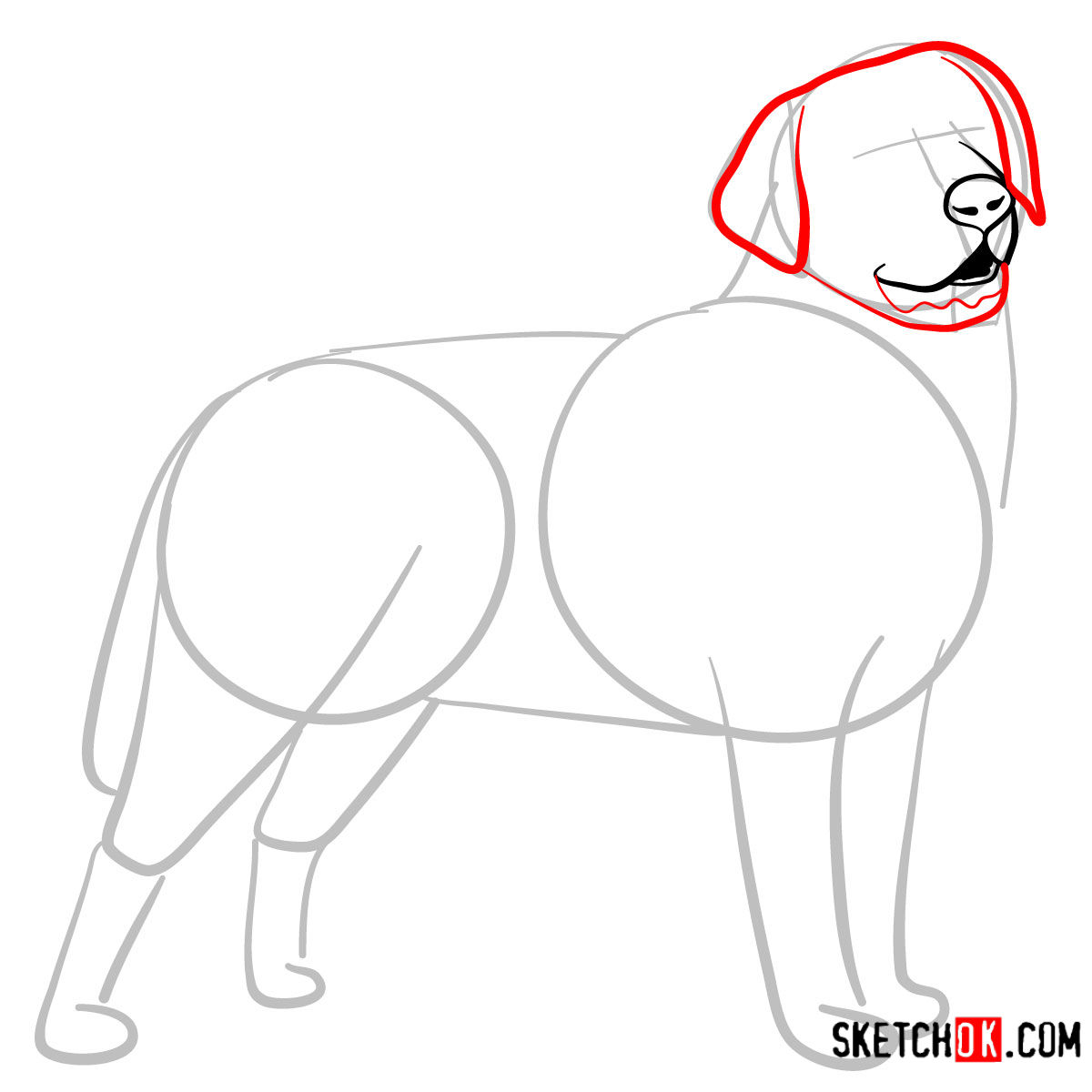 How to draw the Labrador Retriever dog - step 04