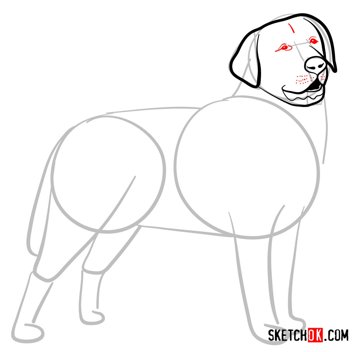How to draw the Labrador Retriever dog - step 05