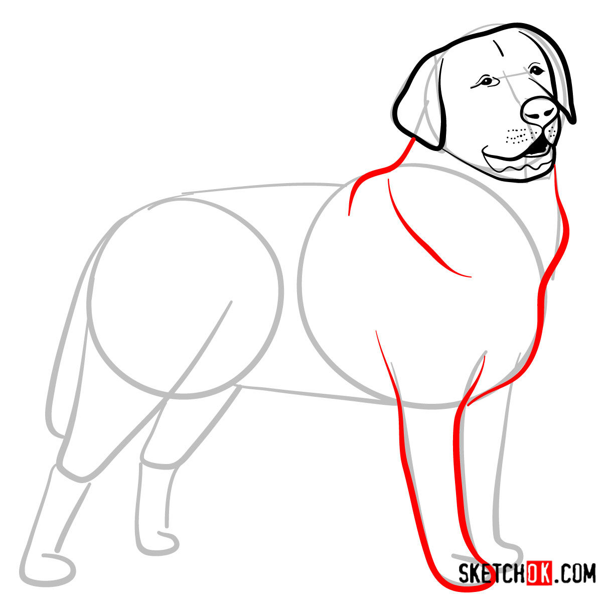 How to draw the Labrador Retriever dog - step 06