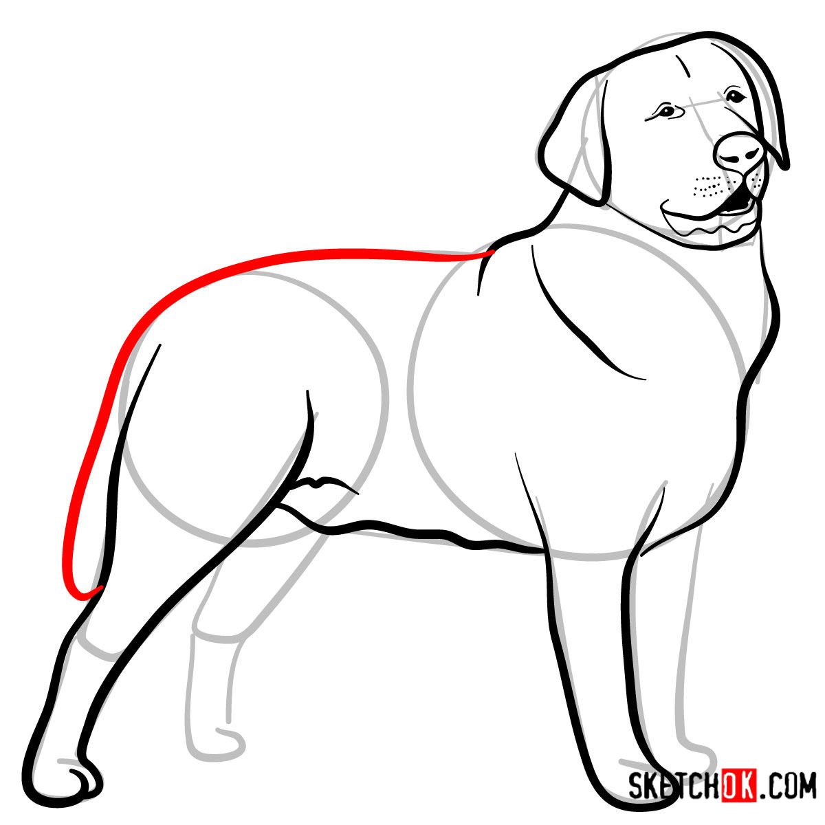 How to draw the Labrador Retriever dog - step 08
