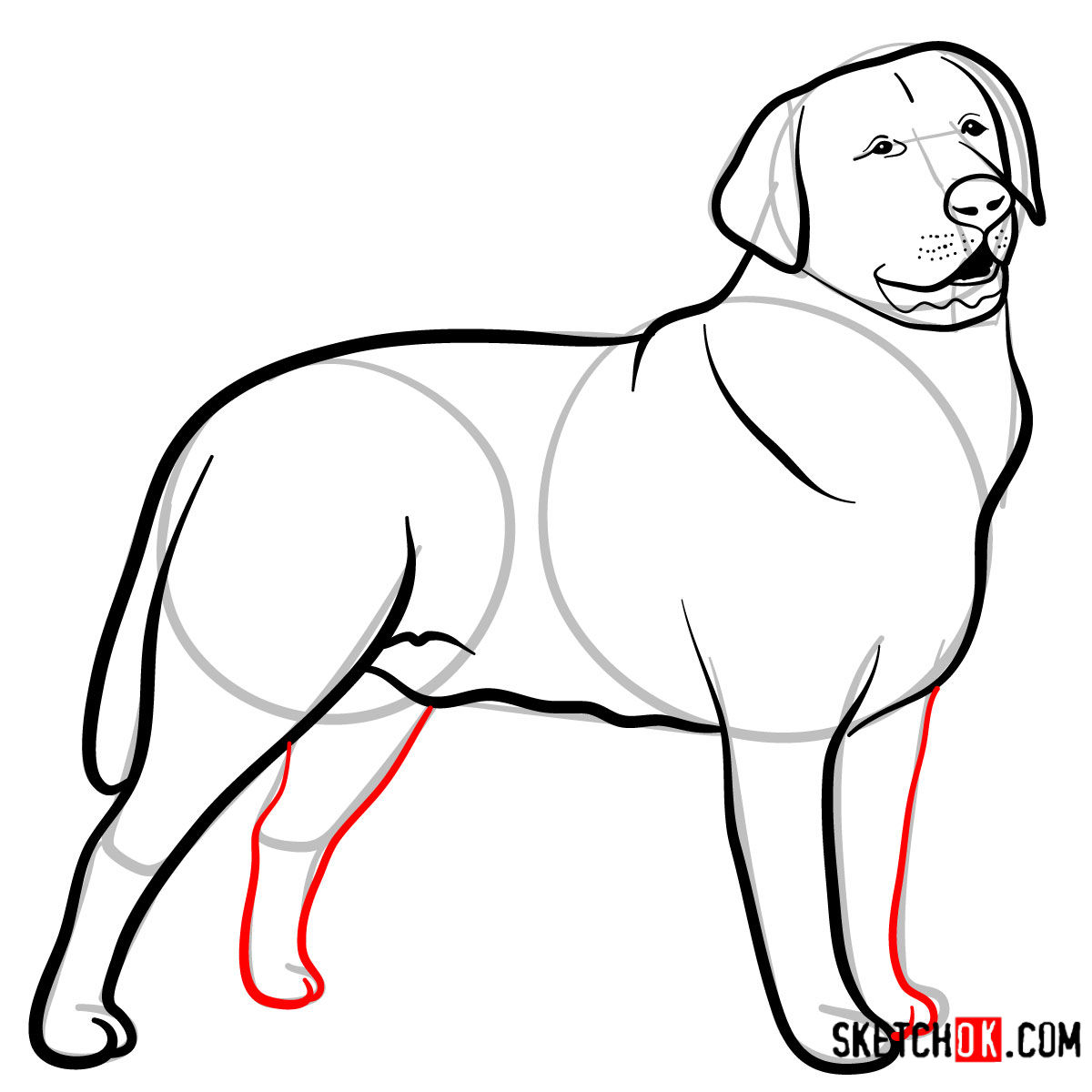 How to draw the Labrador Retriever dog - step 09