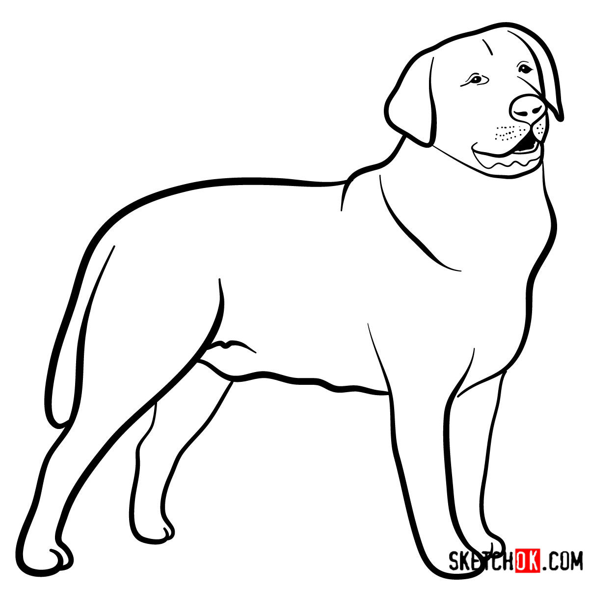 Lab Dog Drawing