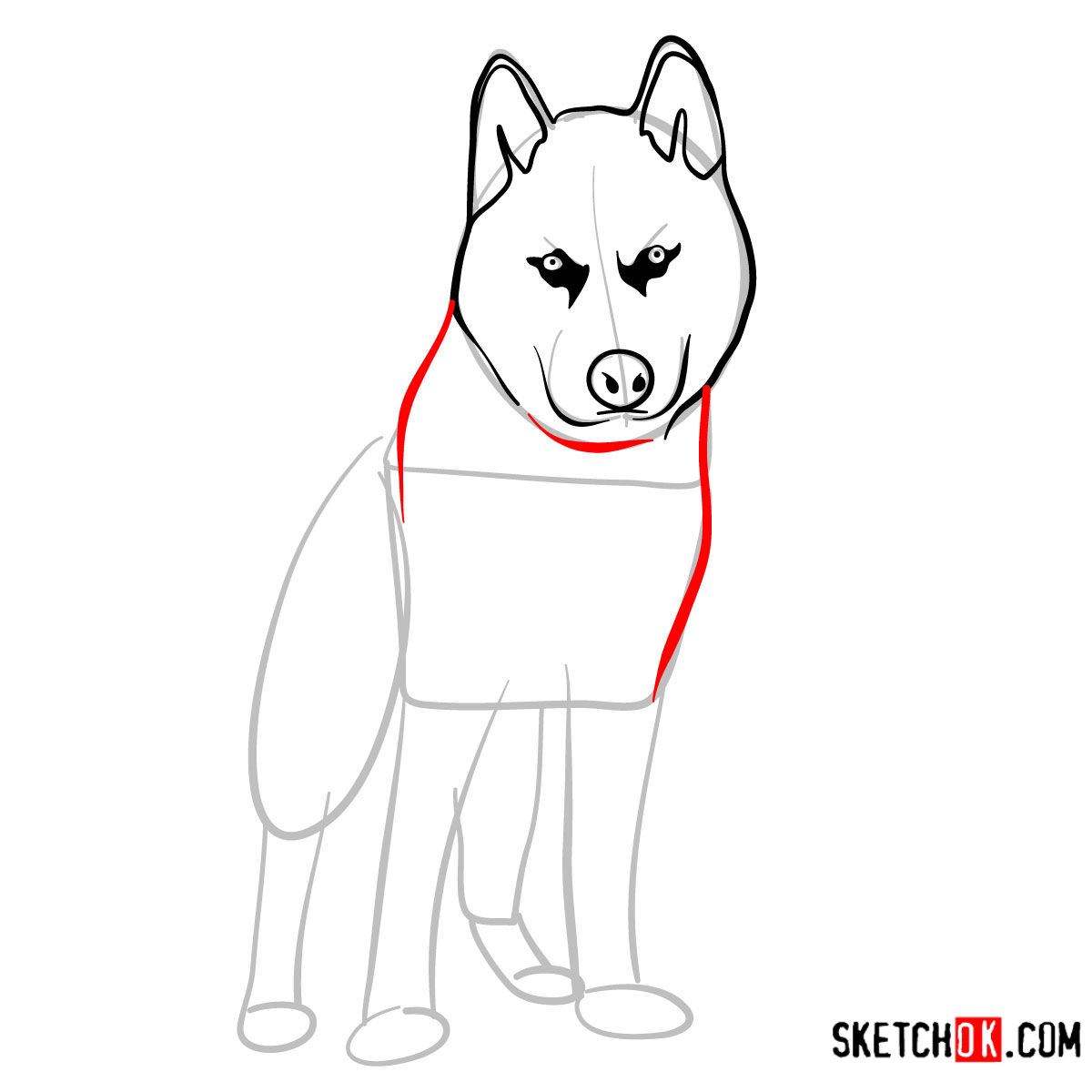 How to draw the Husky dog - step 05