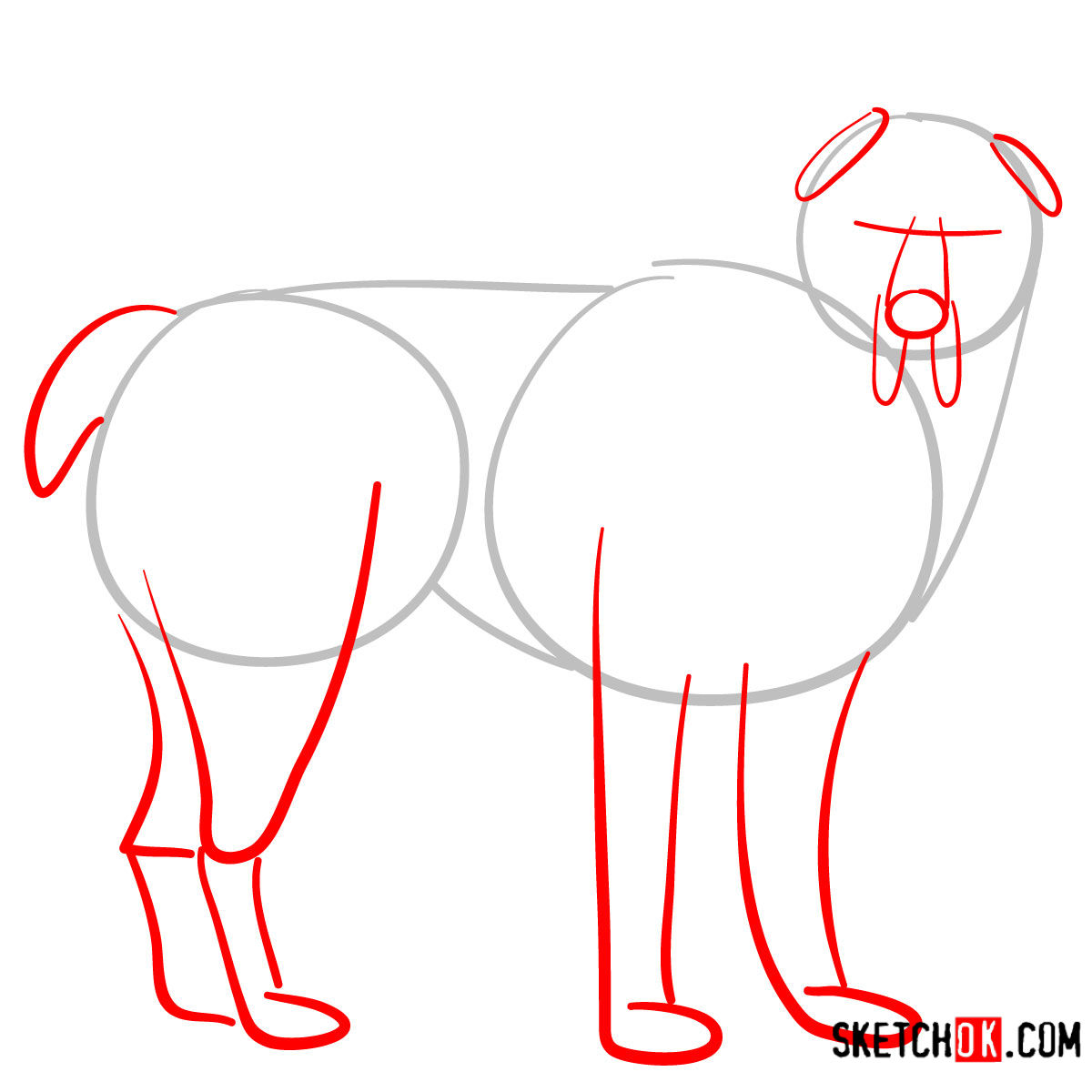 How to draw the Central Asian Shepherd Dog - step 02