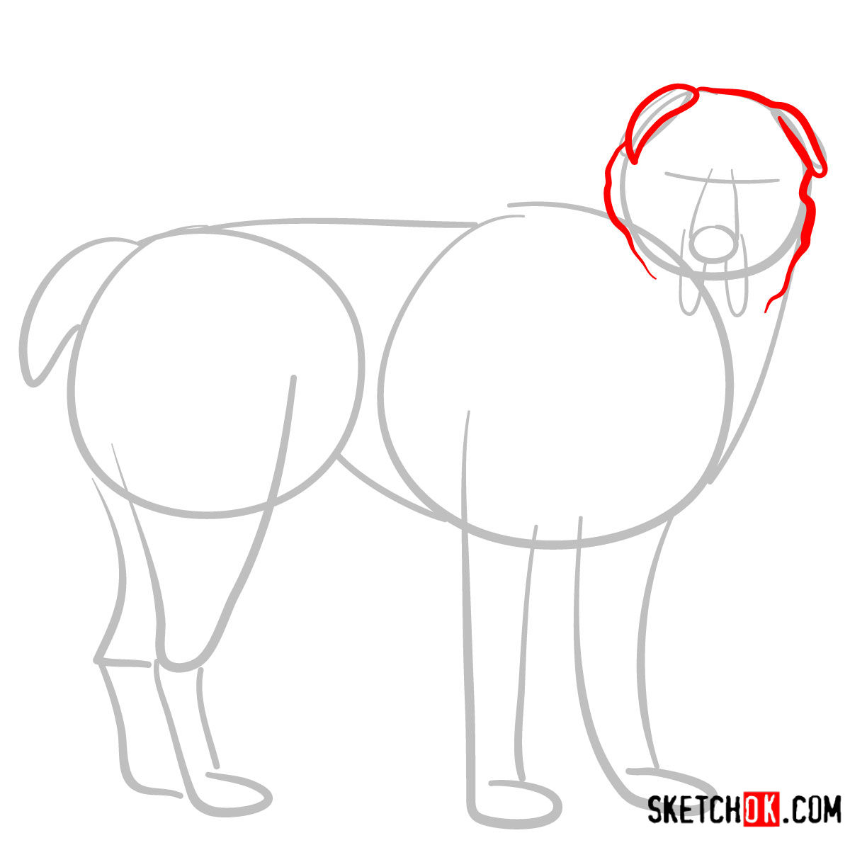 How to draw the Central Asian Shepherd Dog - step 03