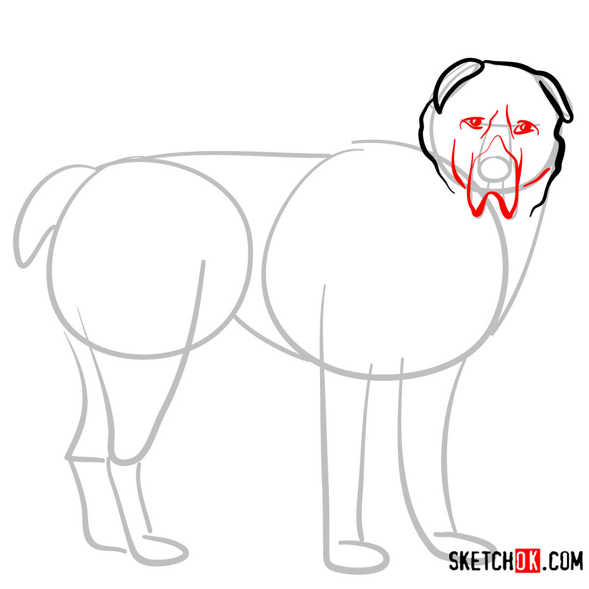 How to draw the Central Asian Shepherd Dog - step 04