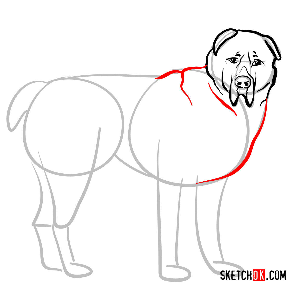 How to draw the Central Asian Shepherd Dog - step 06