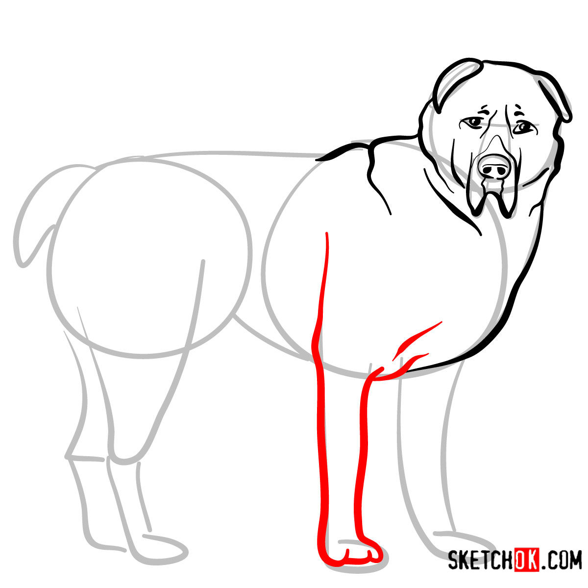 How to draw the Central Asian Shepherd Dog - step 07