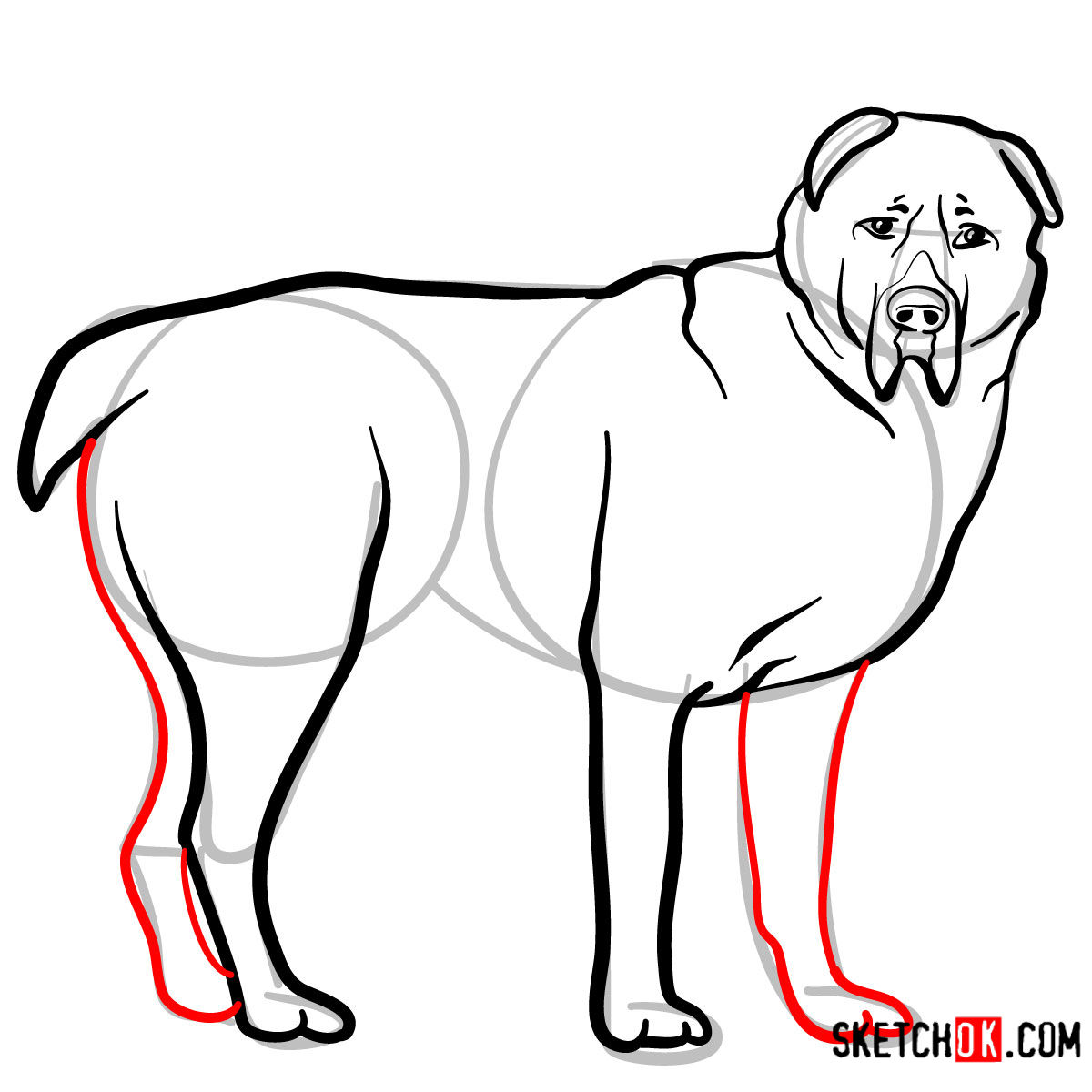 How to draw the Central Asian Shepherd Dog - step 09