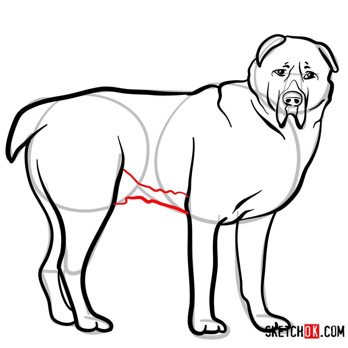 How to draw the Central Asian Shepherd Dog - step 10