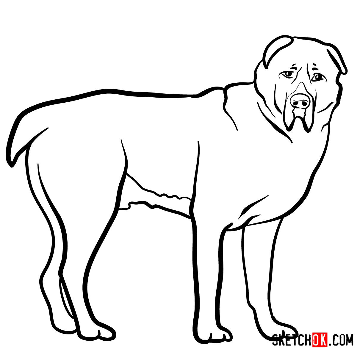 How to draw the Central Asian Shepherd Dog